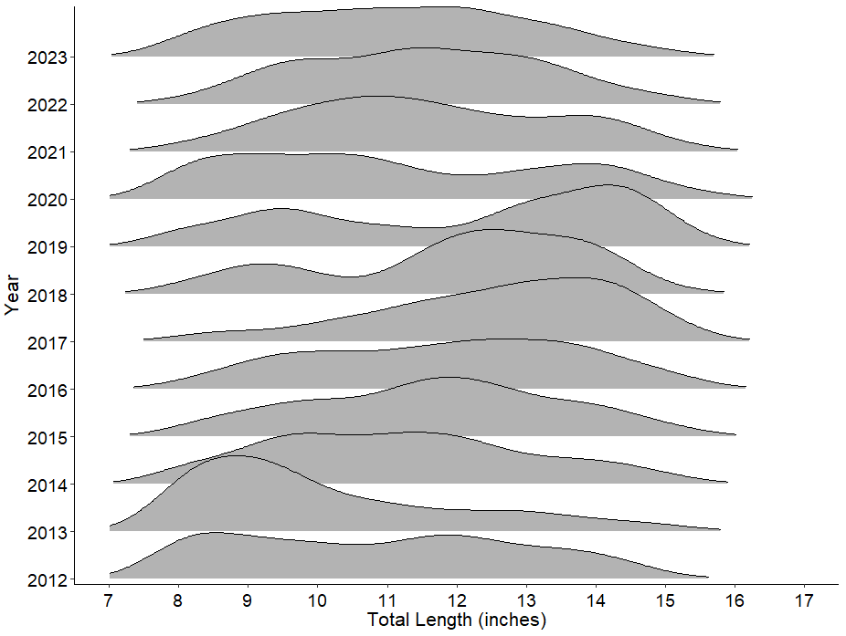 Figure 2. A ridge plot of Yellow Perch captured on Lake Cascade during the IDFG October survey from 2012 to 2023.  