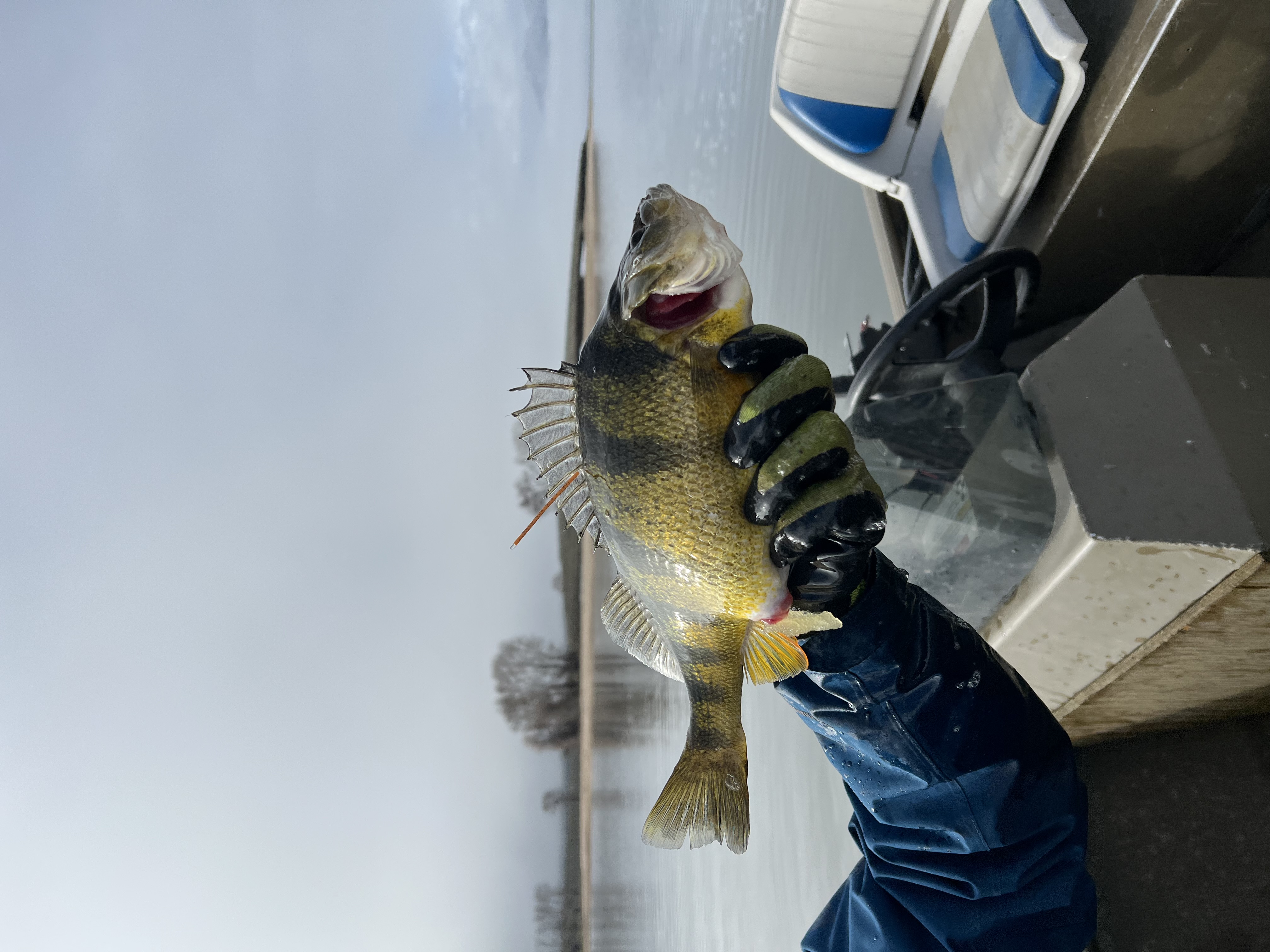 A Yellow Perch caught in Lake Cascade during Spring 2023 IDFG tagging efforts. Tagged with a "Tag, You're It" reward tag. Remember to report your tagged catch! https://idfg.idaho.gov/fish/tag/add 