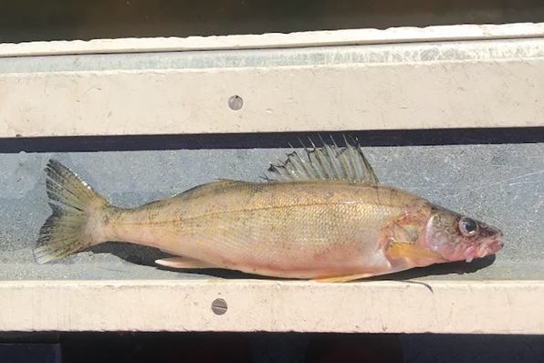 Figure 6. A 15.5-inch Walleye captured by IDFG in a 2023 annual survey on Lake Cascade.