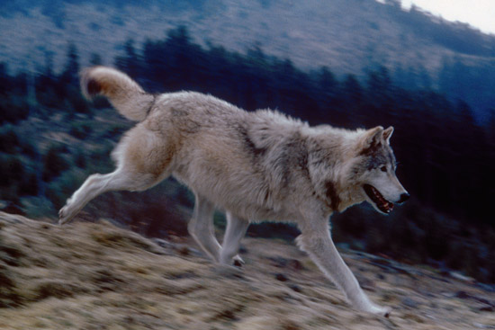 Gray wolf Gray wolf