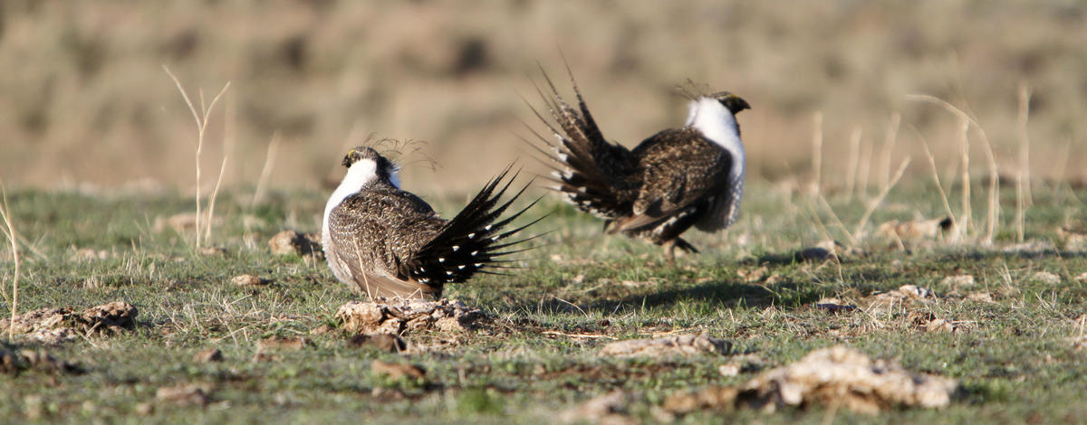 Two male sage grouse cross paths in a field.
