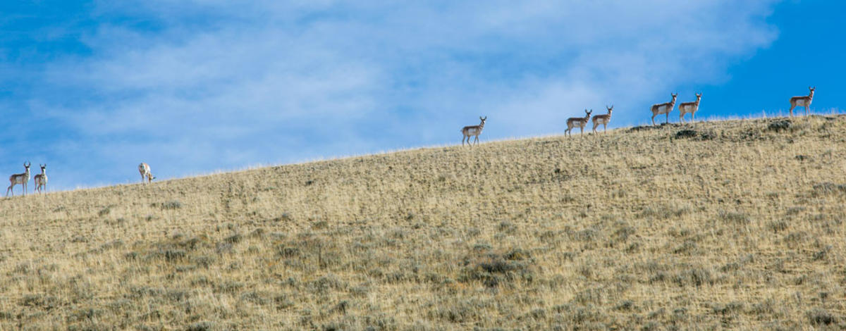 String of pronghorn antelope on ridgeline / Photo by Glenn Oakley