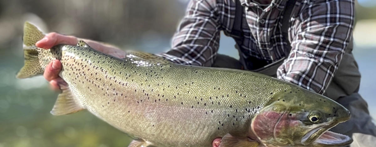 Westslope cutthroat trout record Idaho