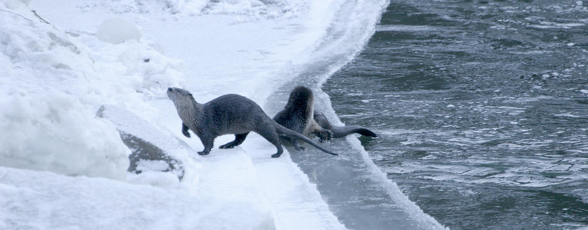 river otters playing on ice near water December 2005