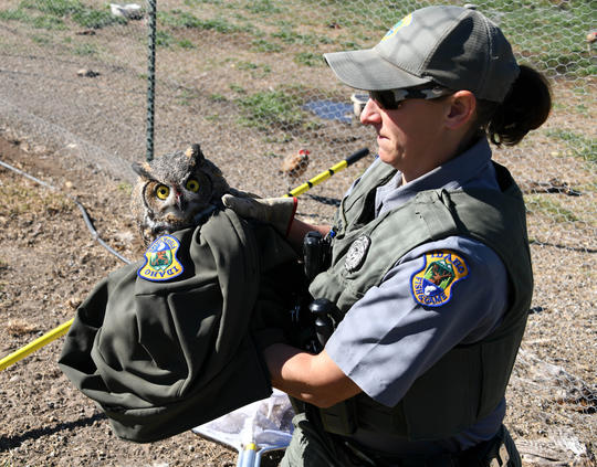 A conservation officer carries an owl.