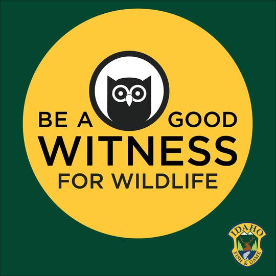 How to be a good witness for wildlife logo