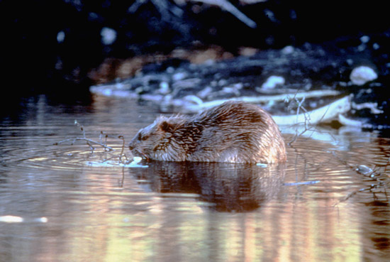 Beaver on winter pond