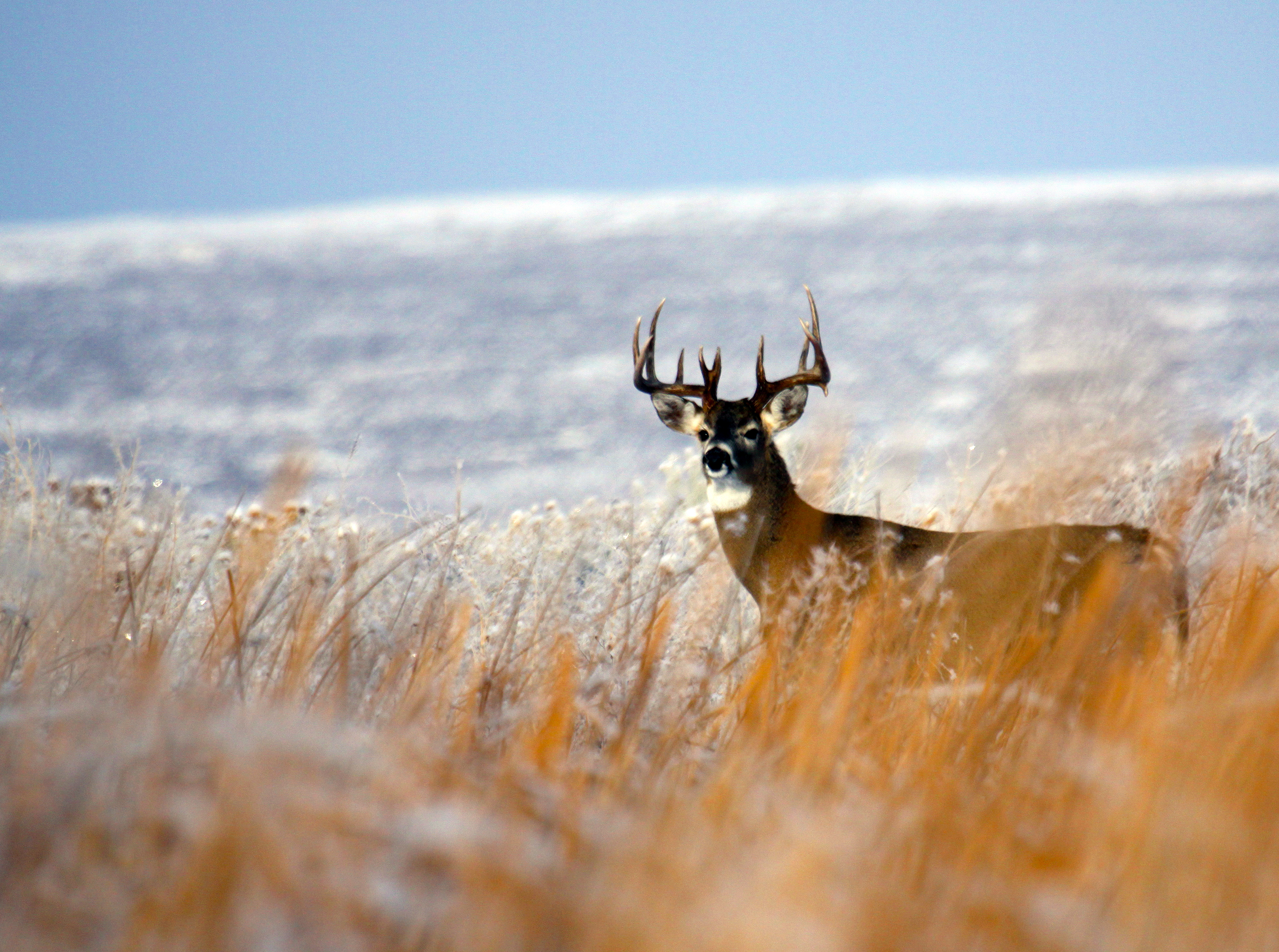 mule deer buck in snow and grass medium shot December 2012