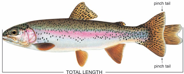 Total length graphic / Fish artwork © Joseph R. Tomelleri, All rights reserved