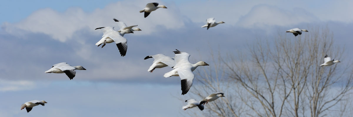 Snow Geese Homepage Banner
