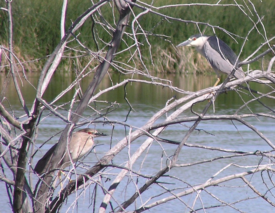 Sterling Wildlife Management Area WMA black crowned night heron in a tree
