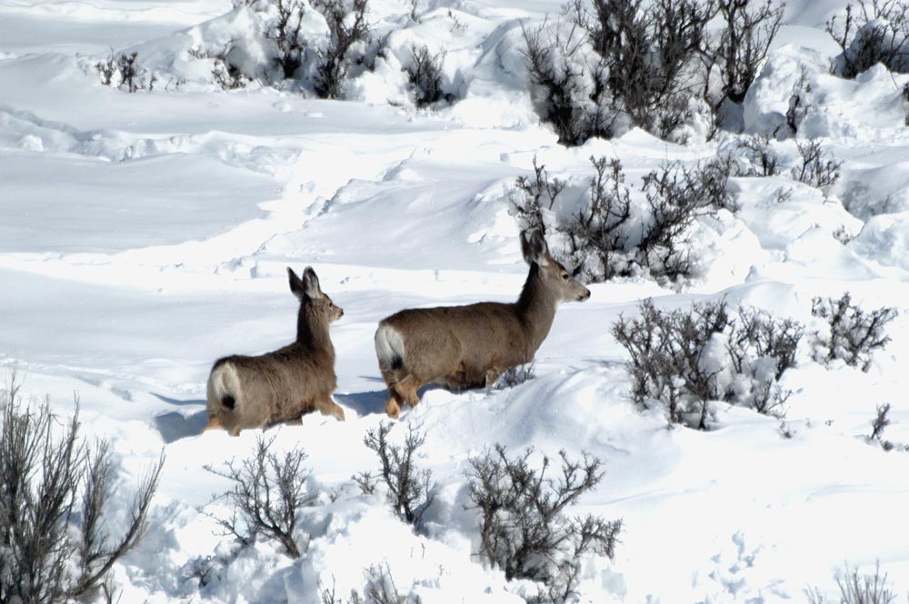 doe and fawn mule deer deep in snow