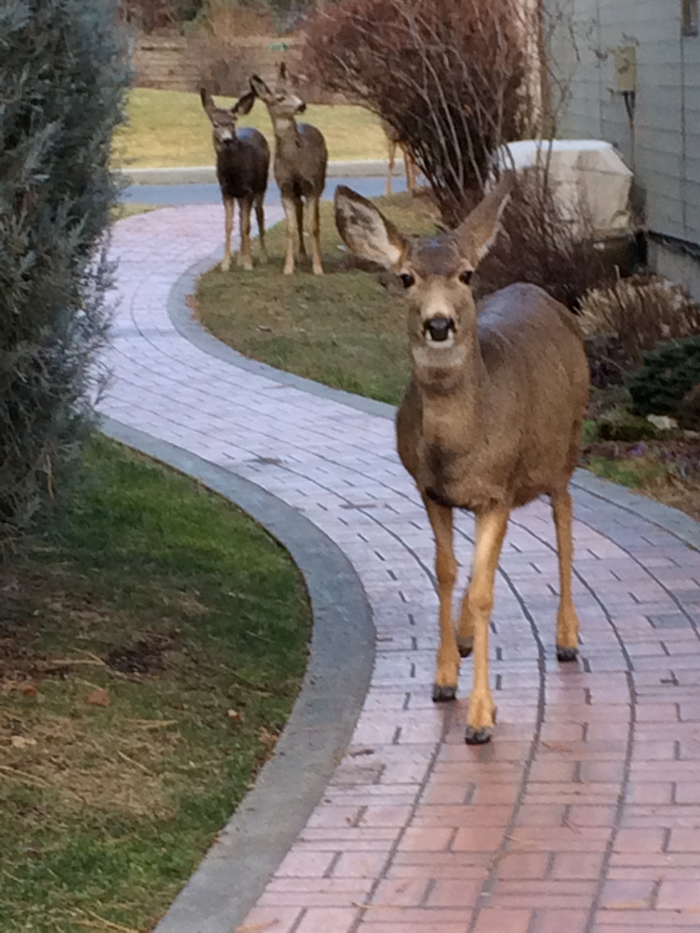 three mule deer in a neighborhood urban wildlife January 2014