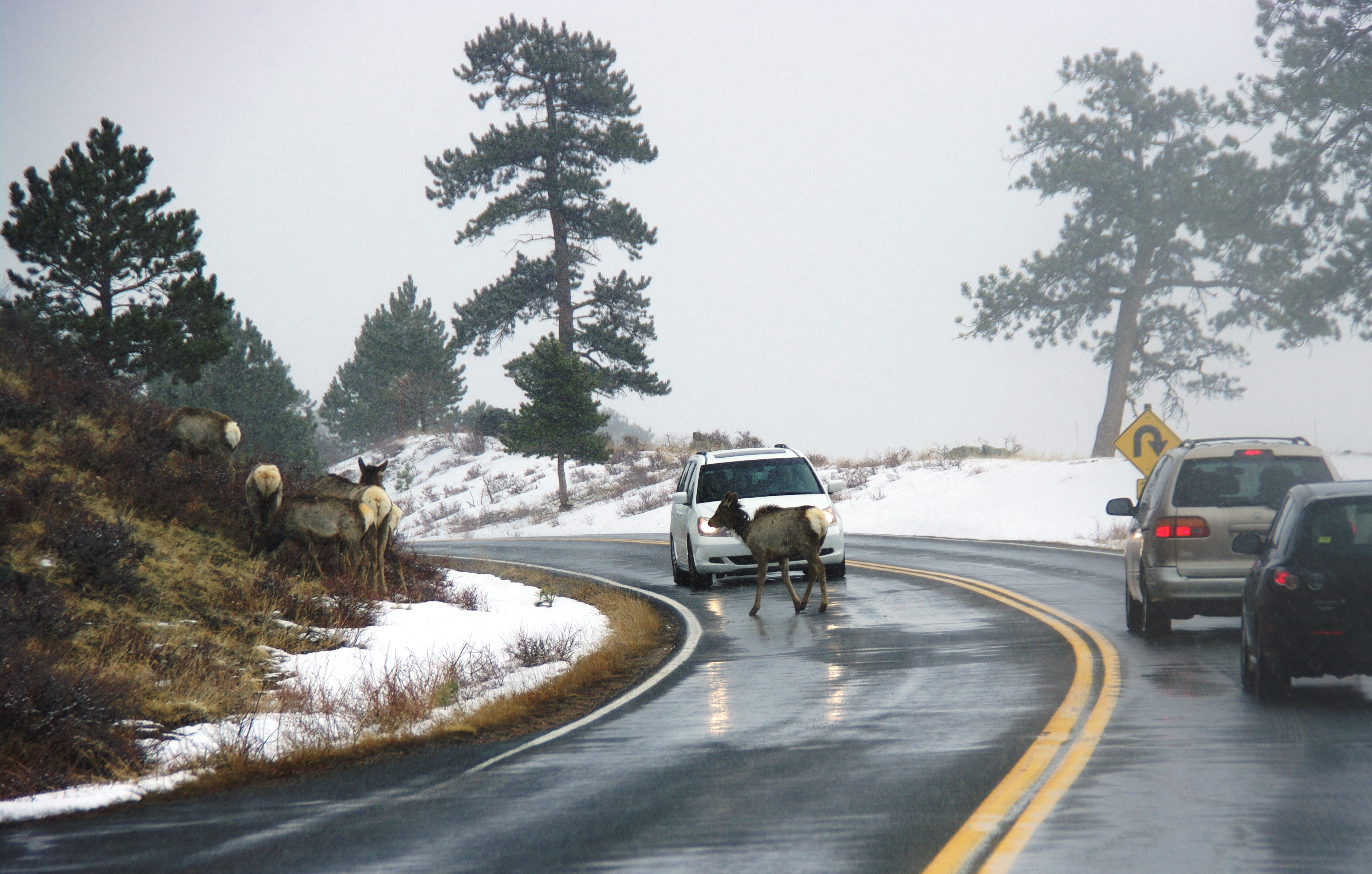 elk in traffic crossing a highway in snow March 2010