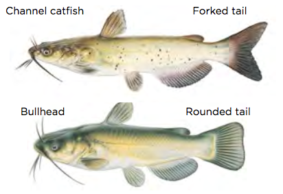 Channel and Bullhead catfish / Images by Joseph Tomelleri