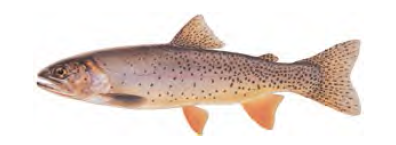Cutthroat trout / Image by Joseph Tomelleri