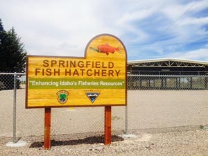 Springfield Hatchery sign