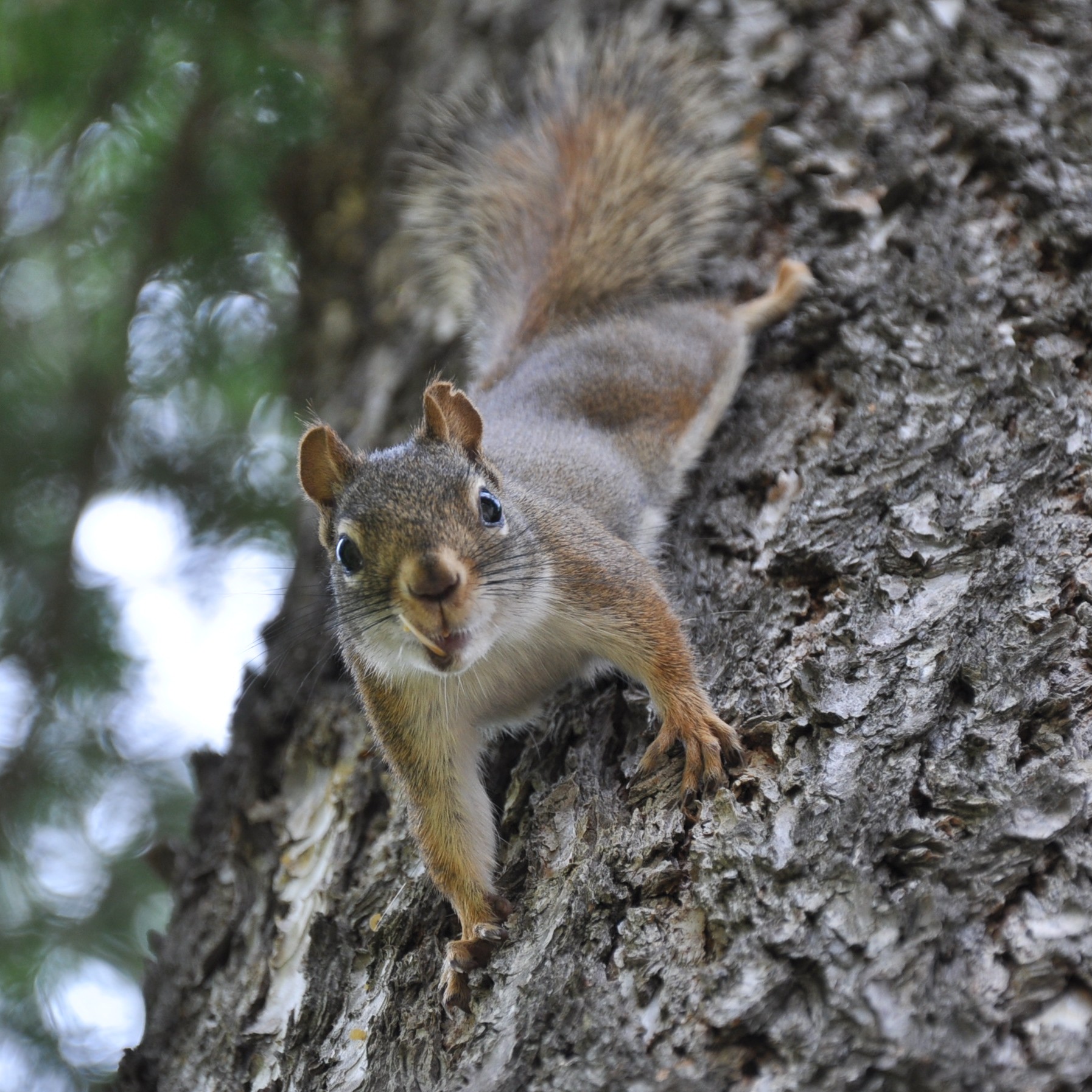 squirrel in a tree July 2014