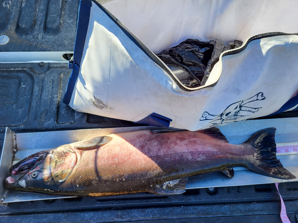 Record coho from Clearwater River October 2023