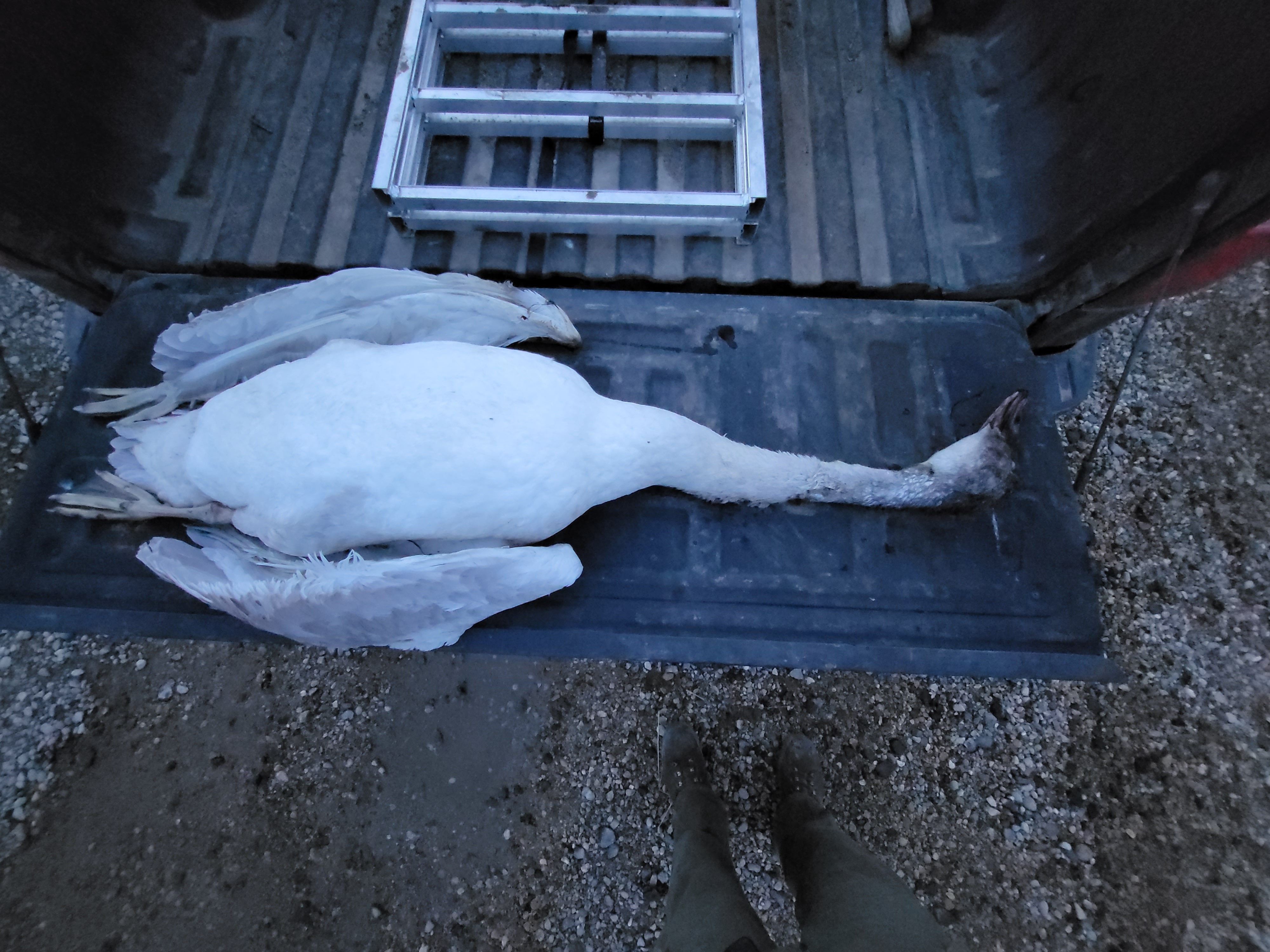 An illegally killed swan sits on the tailgate of an enforcement officer's pickup.