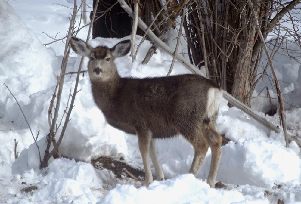 Mule deer in winter snow