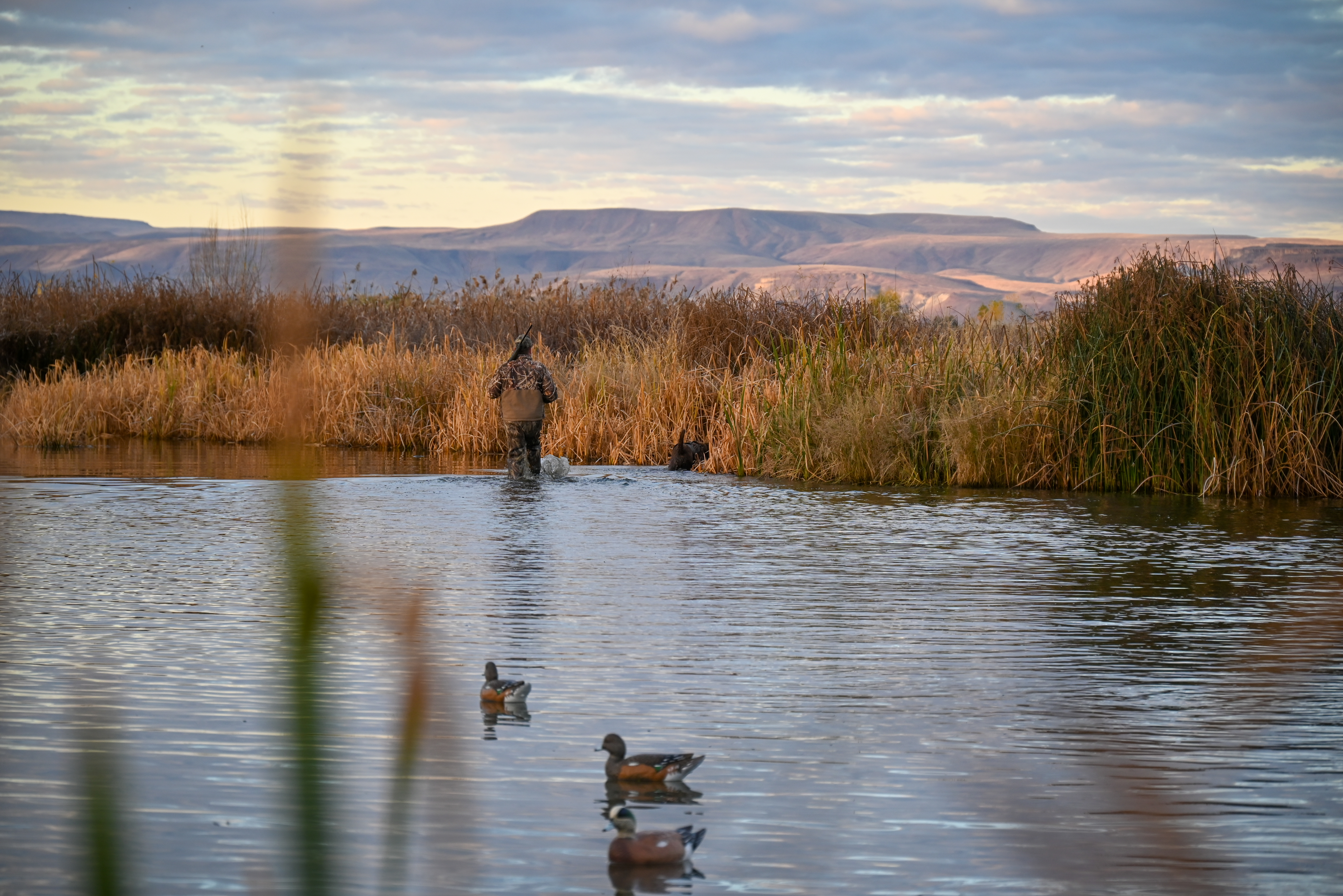 Duck hunter wades through the marsh while duck hunting