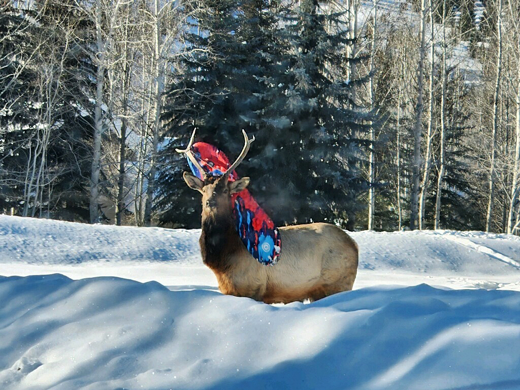 A bull elk with an entangled plastic sled in the Wood River Valley.