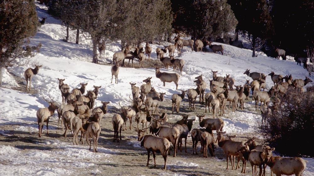 Elk in winter feedlot