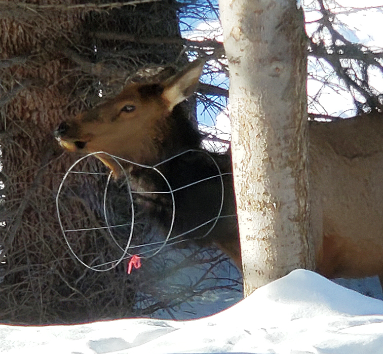 Cow elk with wire tomato cage around its neck in the Wood River Valley.