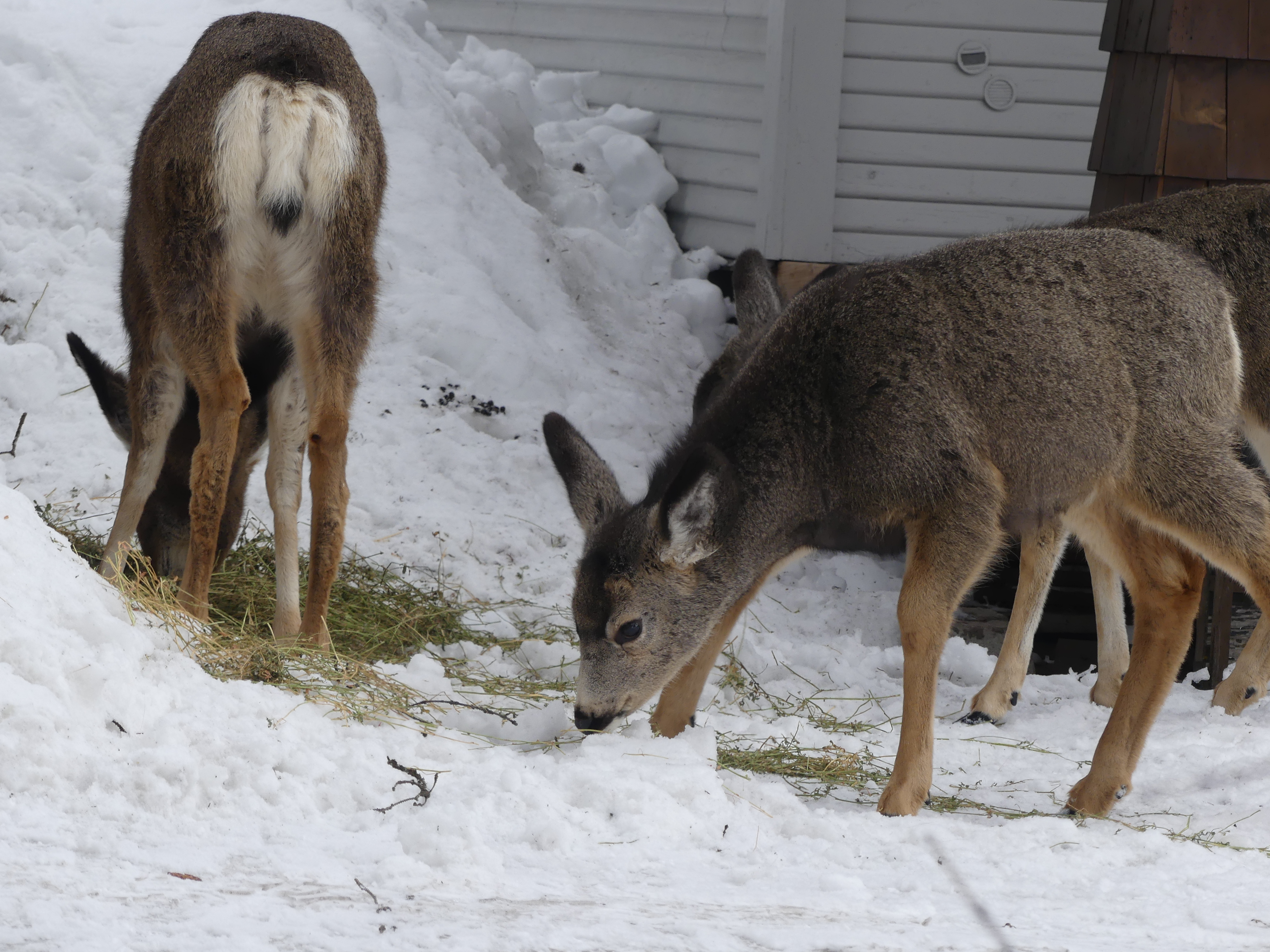 feeding neighborhood deer during winter in mccall