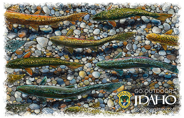 idfg-2024-hard-card-trout