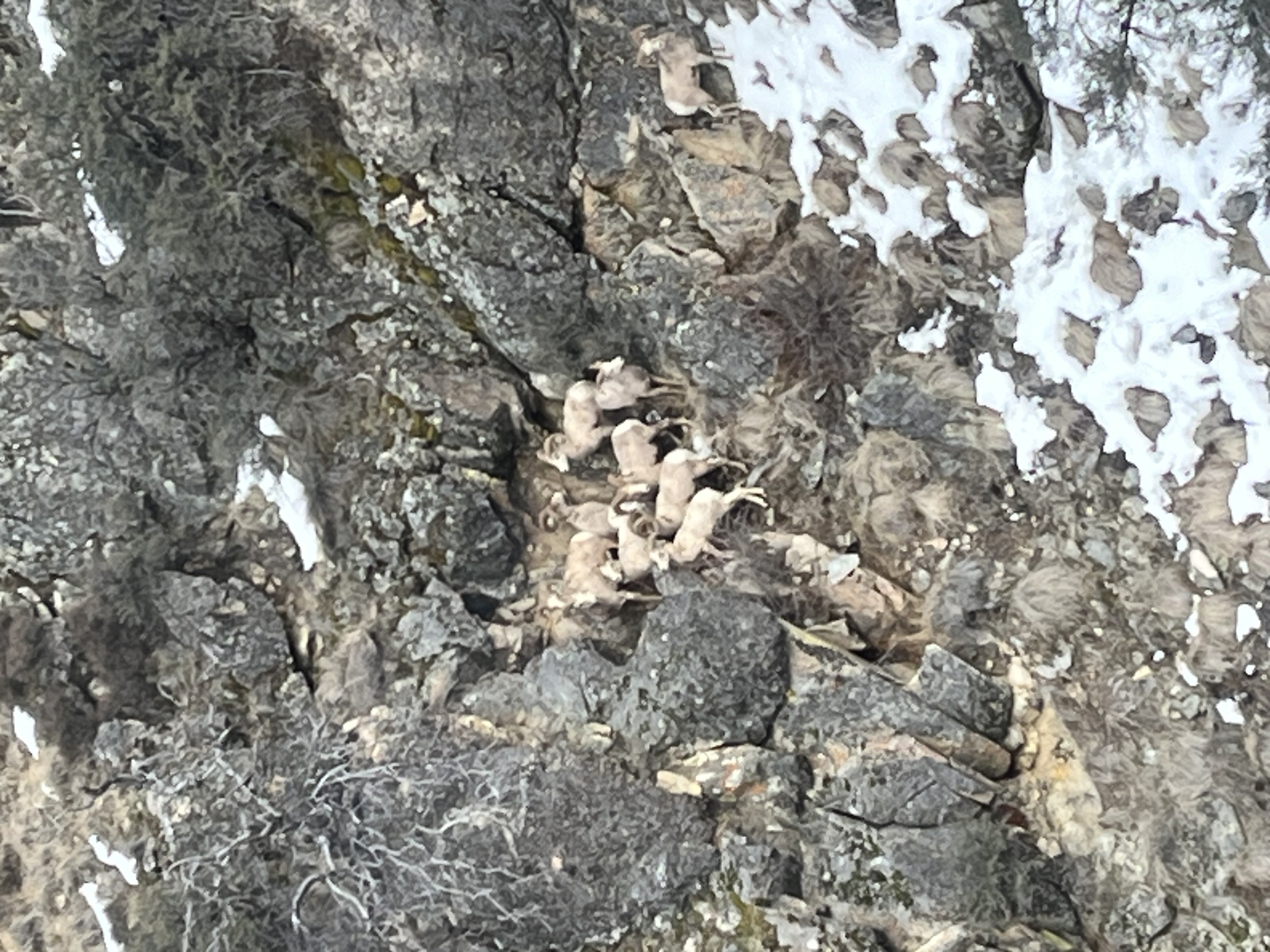 A group of bighorn crowded together on a cliff face.