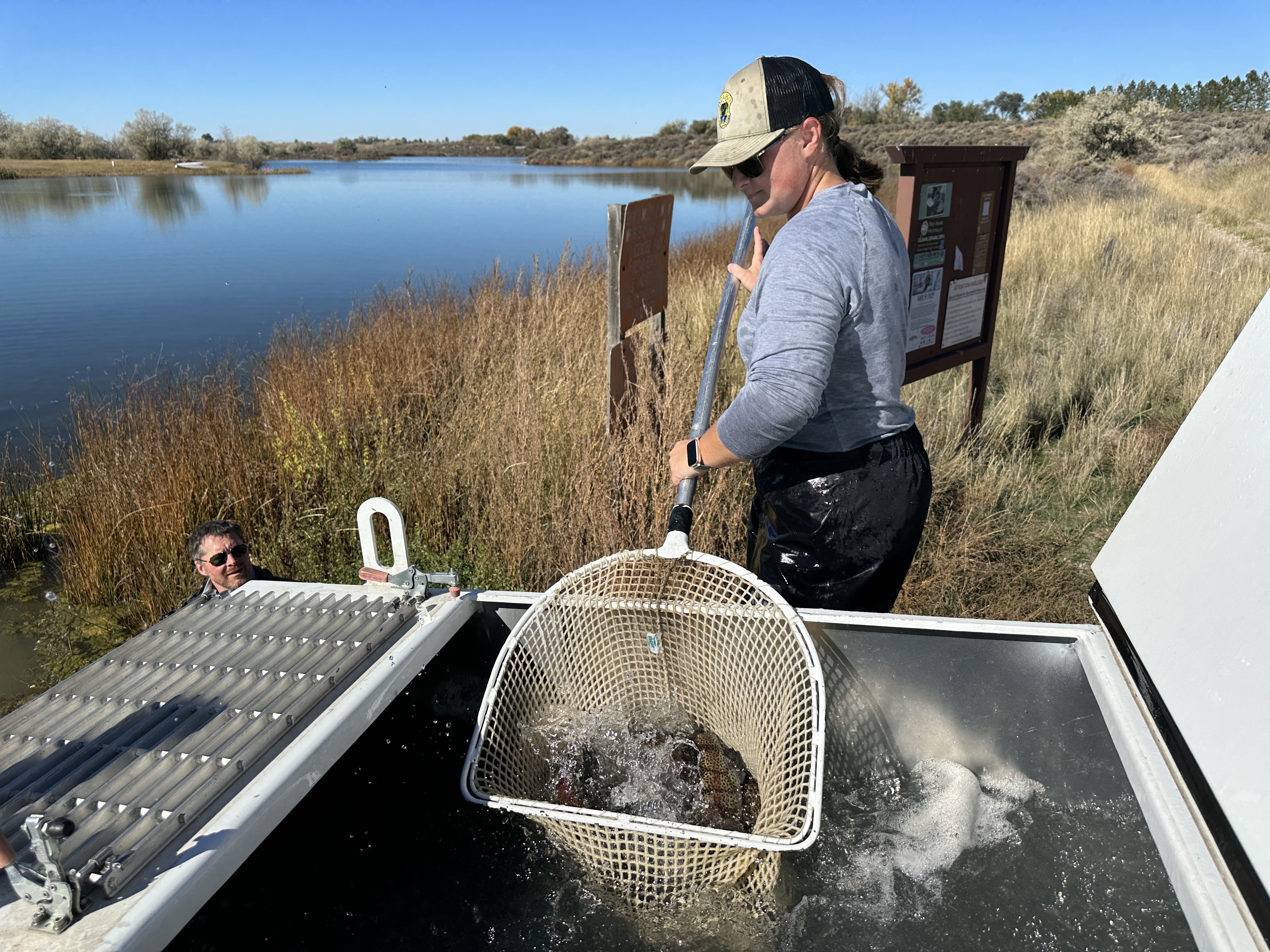 A woman netting large rainbow trout out of a tank on a fish hatchery truck with a blue reservoir in the background.