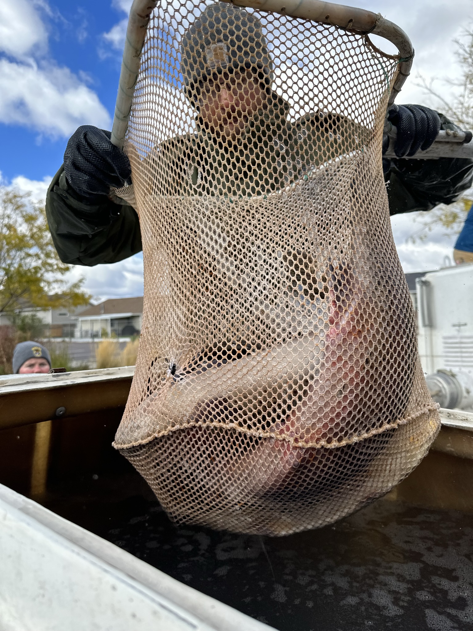 A man wearing an Idaho Fish and Game hat and coat is transferring a netful of large rainbow trout to a small water tank on a transport truck.