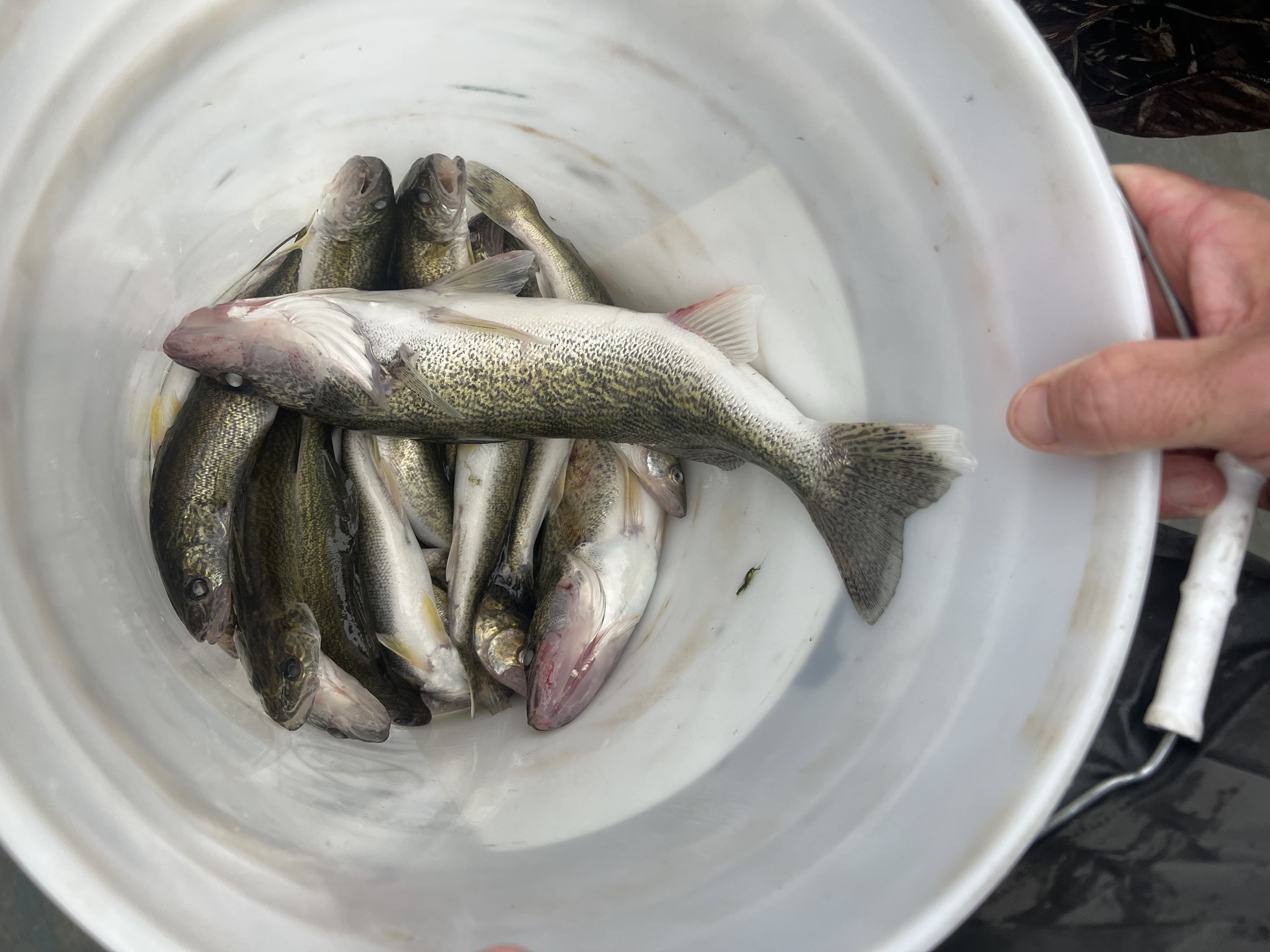A biologist holds a bucket full of walleye taken from the outlet of Lake Lowell