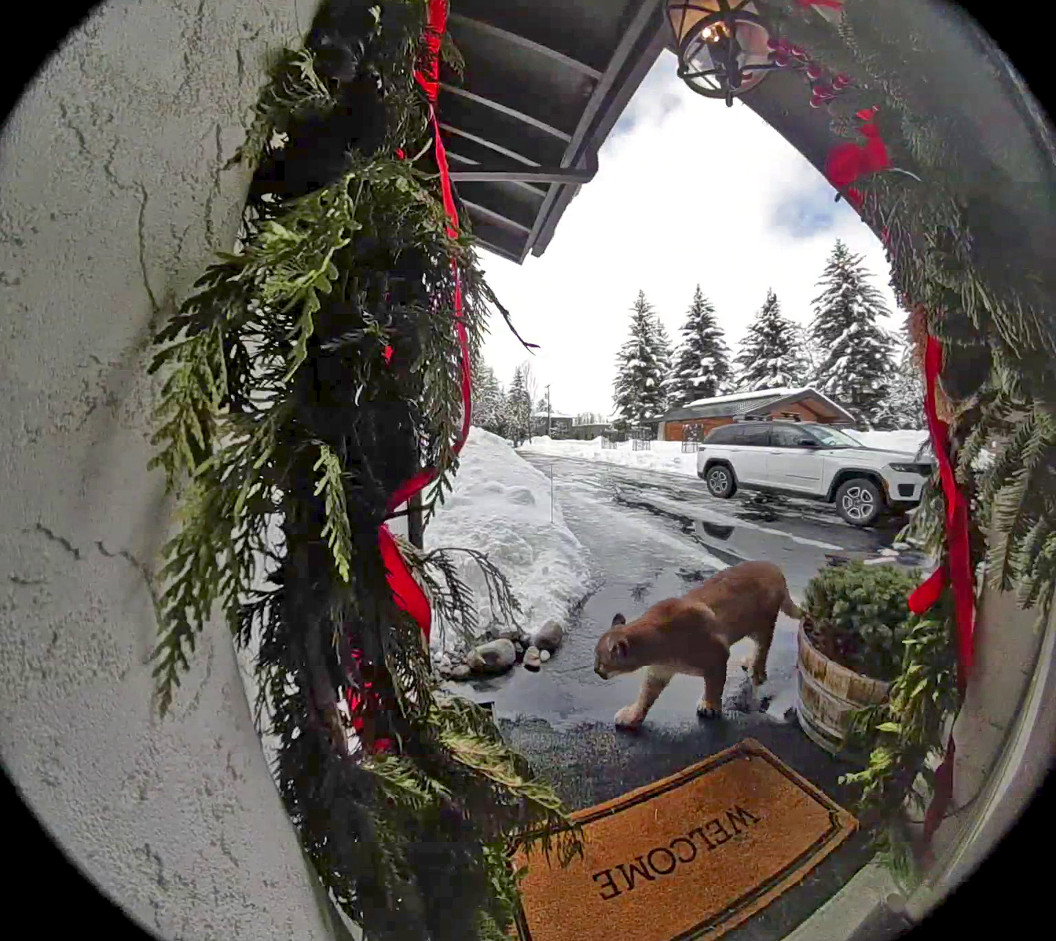 A mountain lion walks near the front door of Ketchum residence in February 2024