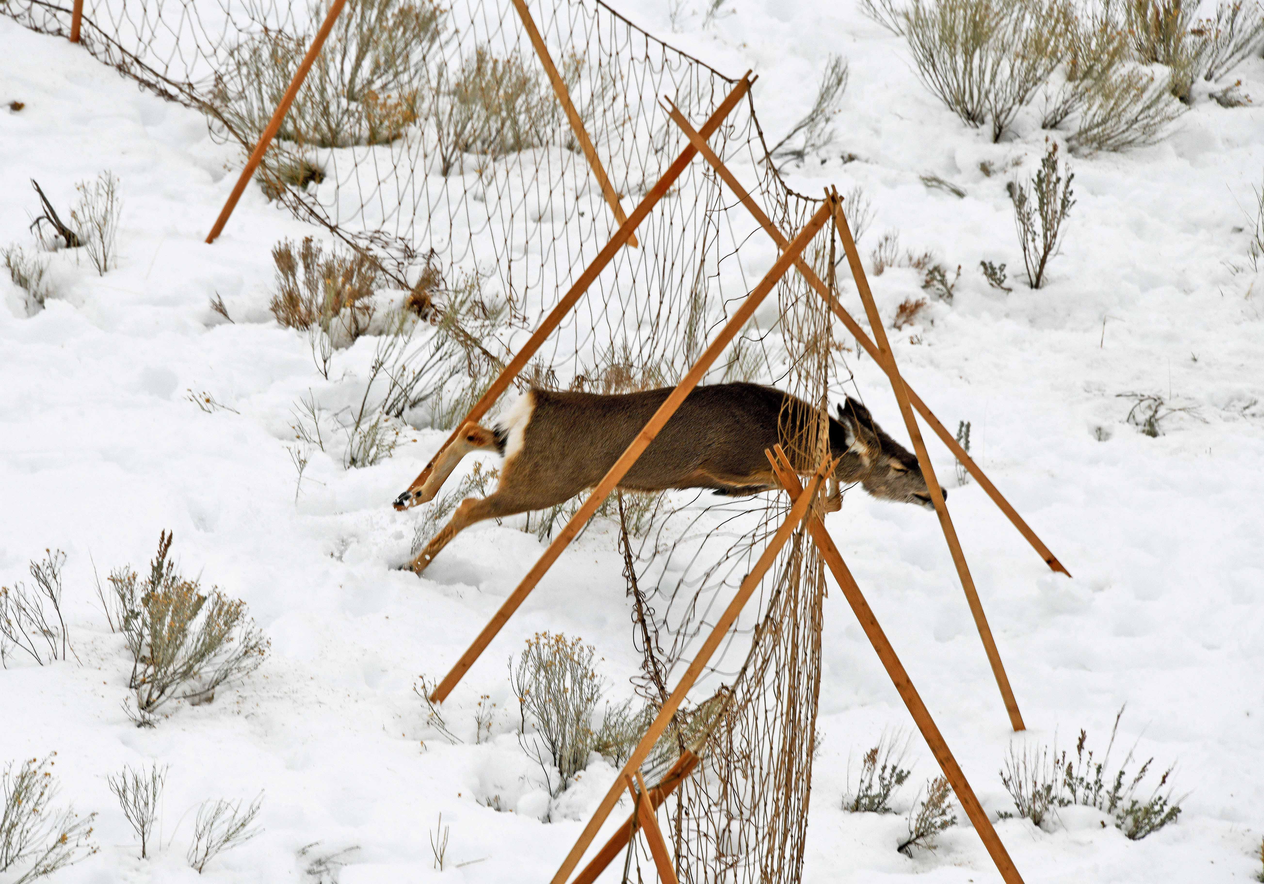 mule deer hits the drive net during winter capture operations in the Magic Valley Region