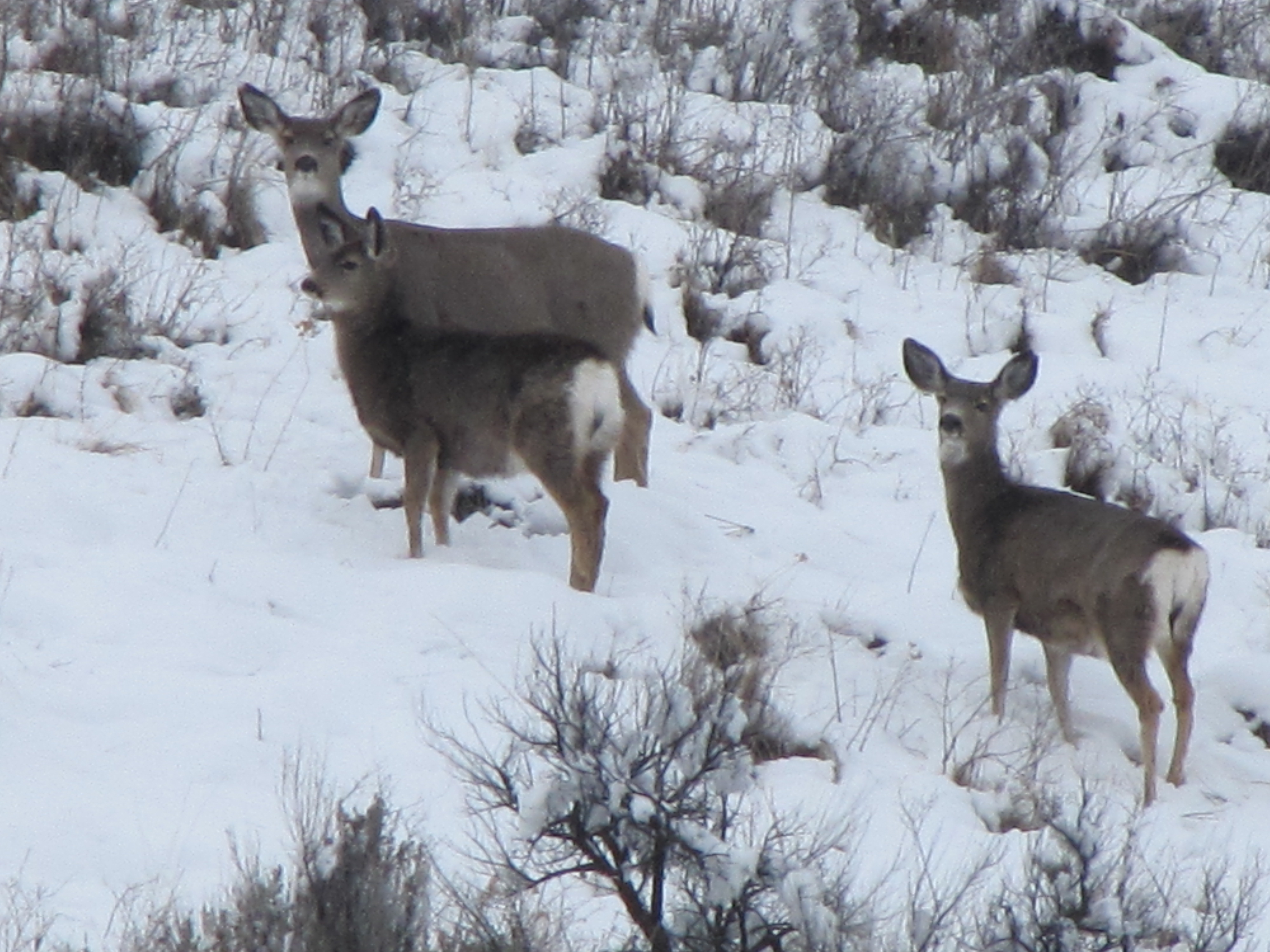 Mule deer on winter range