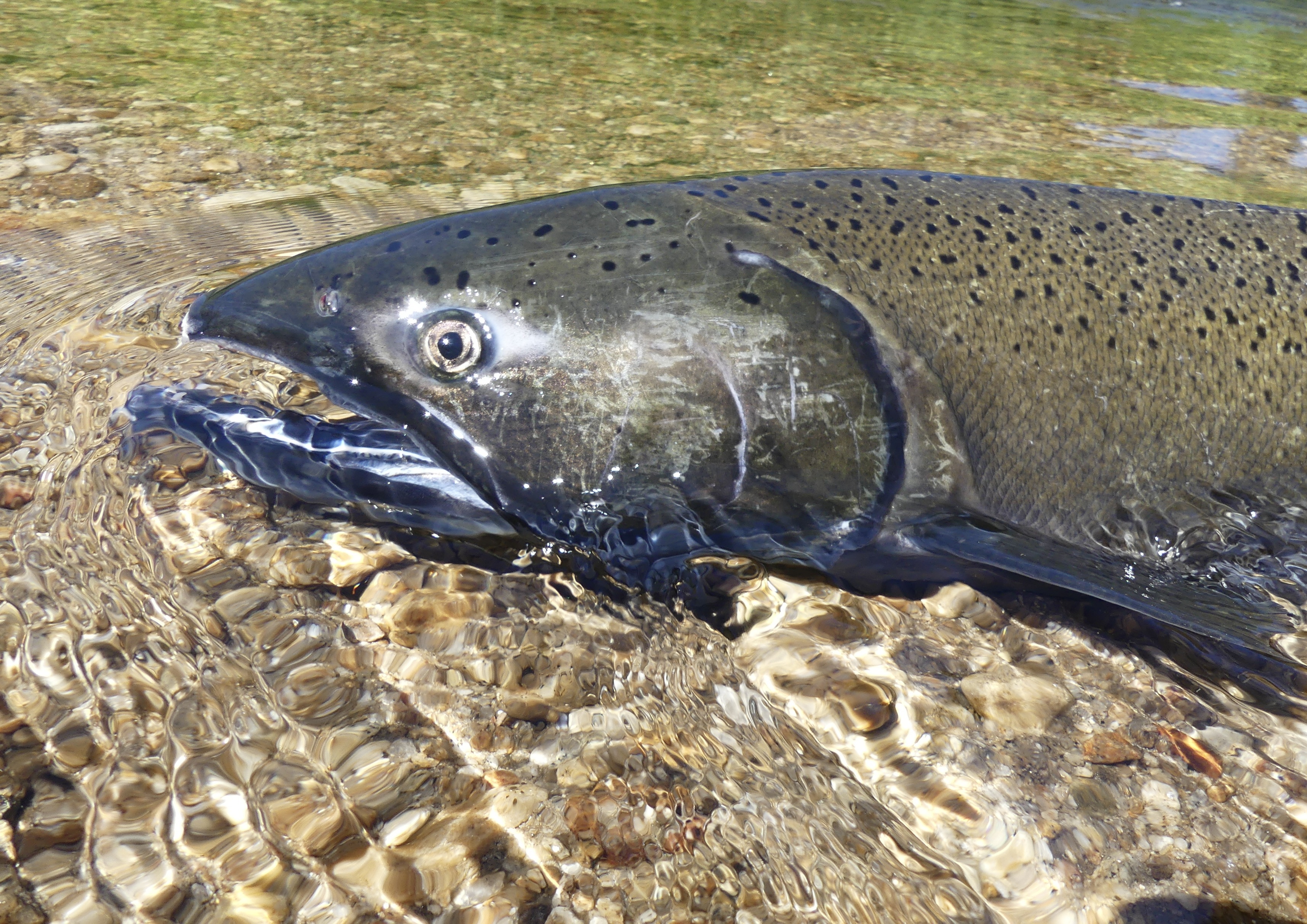 Summer Chinook, South Fork Salmon River 