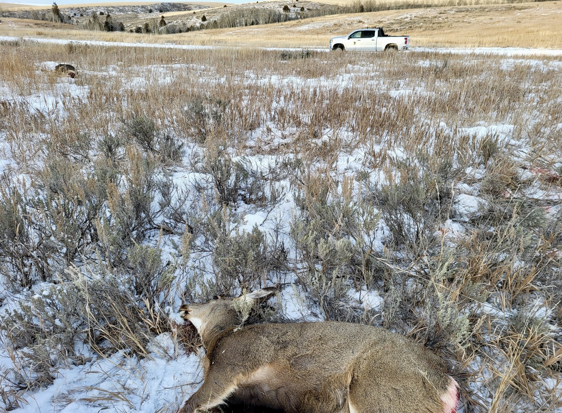 Deceased doe lying in a field