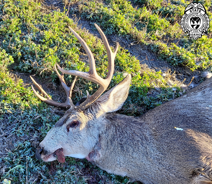 A dead mule deer that was shot and left to waste near Weiser, Idaho lays dead on the ground.