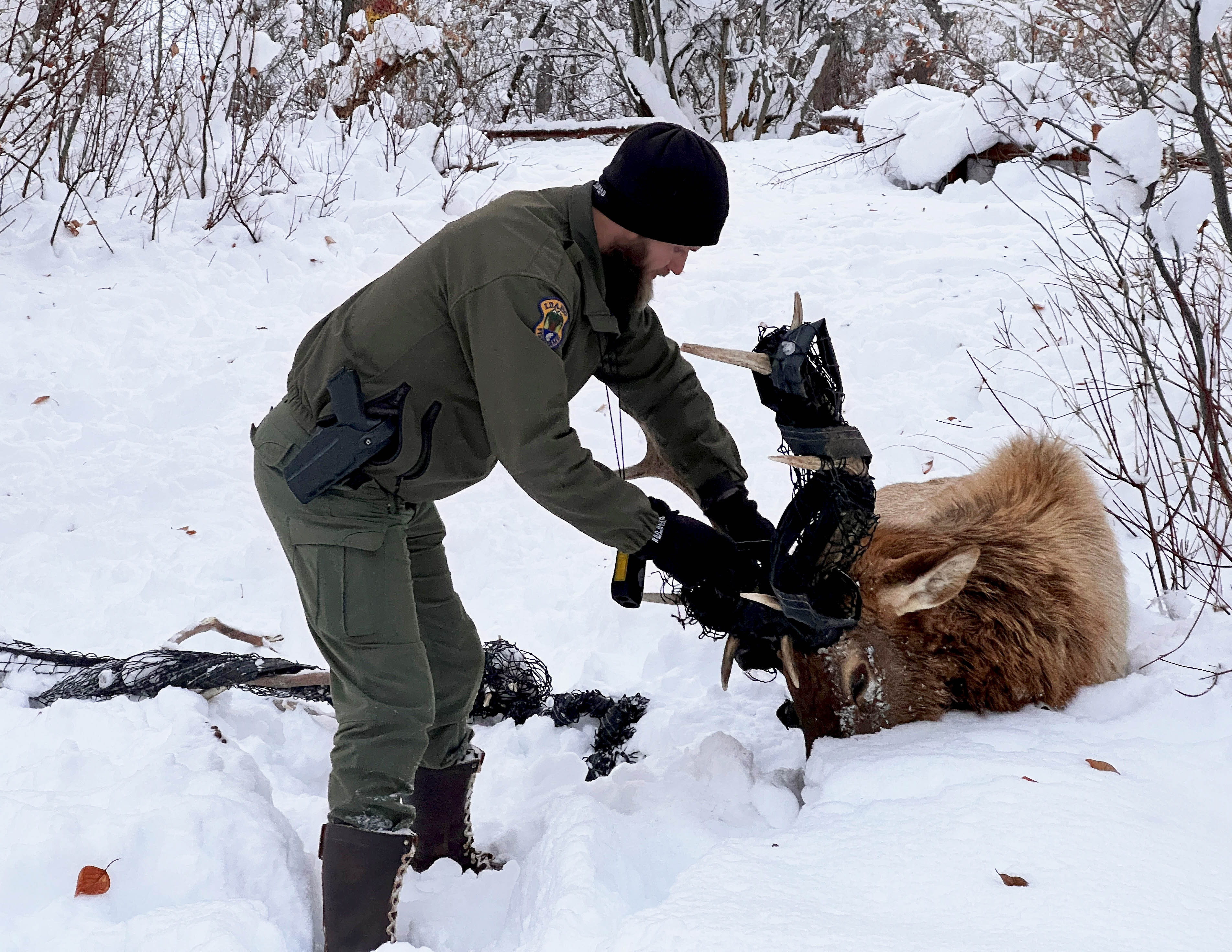 Senior Conservation Officer Wampler works to remove a tennis court net from the antlers of a bull elk.