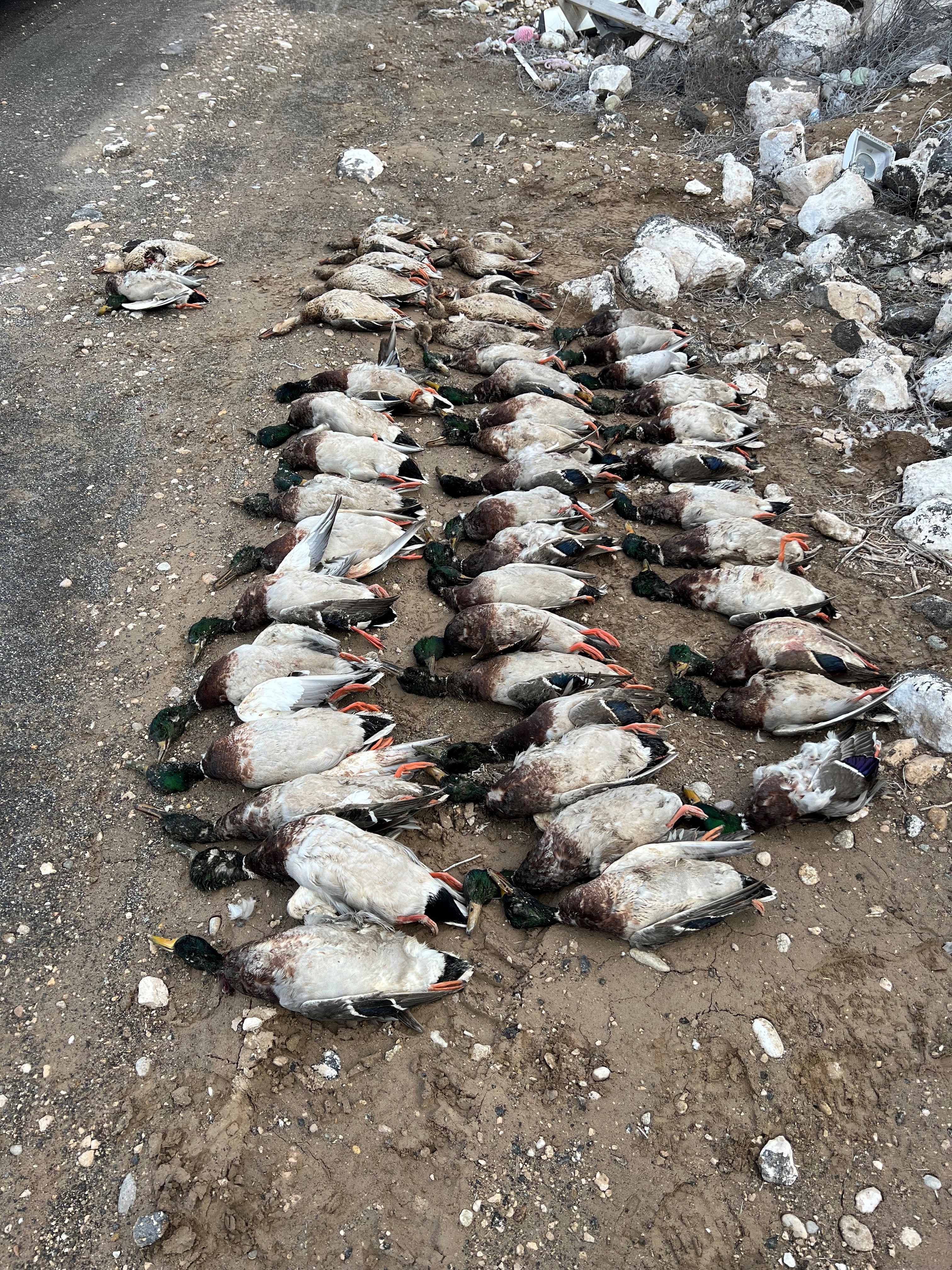 Seven limits of ducks that were shot and left to waste in Canyon County