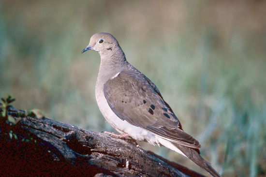 Mourning Dove on Log / Photo by Gary Will