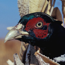 Pheasant Head / Photo by Gary Will