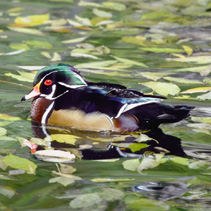 Male Wood Duck on Pond