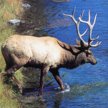 Elk Crossing Stream