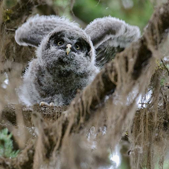 Great Gray Owl Chick / Photo by Sarah Jessup