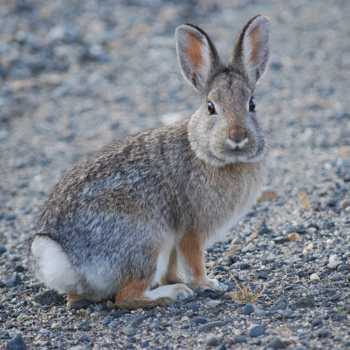 Cottontail rabbit / Photo by Justin Wilde