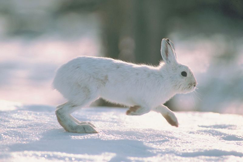 snowshoe hare in snow November 2013